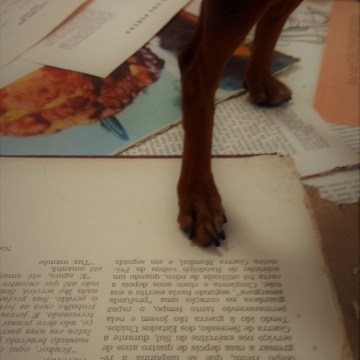 Imagem de capa. Vídeo. Crônica. Pinscher.