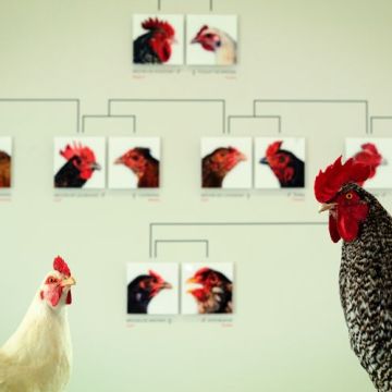 Imagem de capa. Koen Vanmechelen. The Cosmopolitan Chicken. Crônica