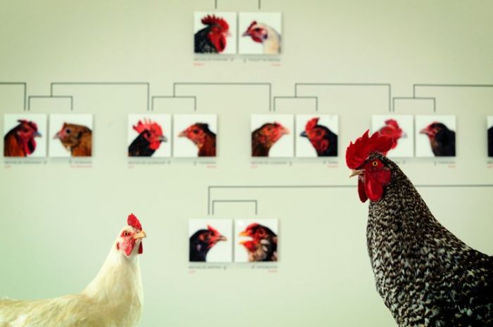 Imagem de capa. Koen Vanmechelen. The Cosmopolitan Chicken. Crônica