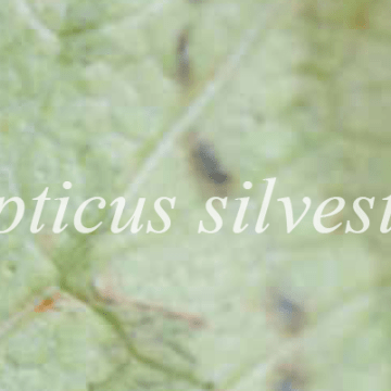 Imagem de capa. Arte-educação. Hapticus Silvestris. Flávia Arruda. Rodrigo Hipólito.